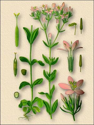   ( ) - Centaurium umbellatum Gilib. Erythraea centaurium Pers.