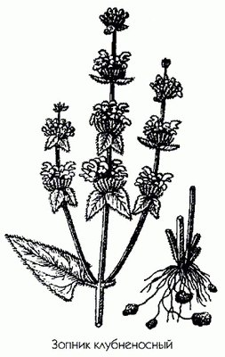   ( ) - Phlomis tuberosa L.
