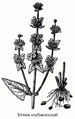   ( ) - Phlomis tuberosa L.