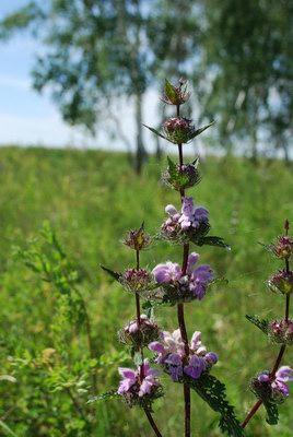   - Phlomis pungens Willd.