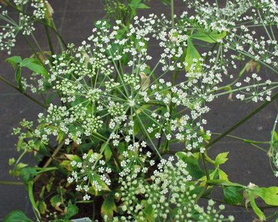   - Ligusticum acutifolibum Sieb. Angelica acutiloba f. tsukulana L