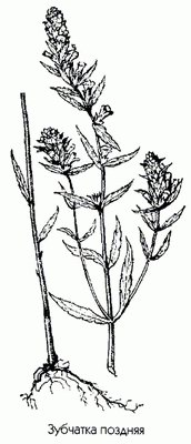   - Odontites vulgaris Moench.