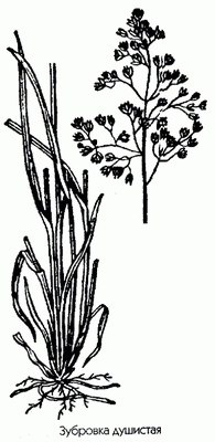   () - Hierochloe odorata (L.) Wahl. Hierochloe repens Simon.
