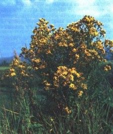   () - Hypericum perforatum L.