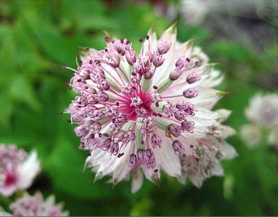  ( ) - Astrantia major L.