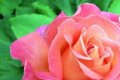 Цветок роза и её лепестки