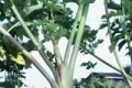 использование дикорастущих лекарственных растений в лечебных целях