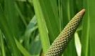 Рецепты из аира болотного (ирный корень)