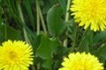Вкусные рецепты из одуванчика