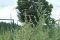 Полынь в рецептах народной кухни