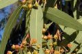 Применение настойки листьев эвкалипта