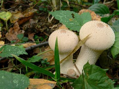 �������� ��������� (Lycoperdon gemmatum Ratch)