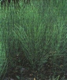 ���� ������� (��������, ������) - Equisetum arvense L.