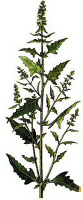 ������ ����������� - Atriplex patula L.