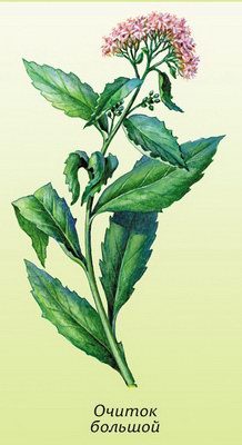 ������ ������� (������� ������) - Sedum telephium L. // Sedum maximum (L.) Suter.