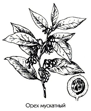 ���� ��������� - Myristica fragrans Houtt.