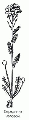 ��������� ������� (����������) - Cardamine pratensis L